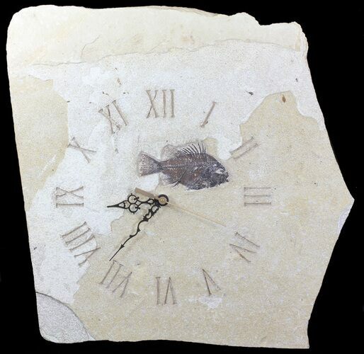Tall Clock With Cockerellites Fish Fossil - Wyoming #64203